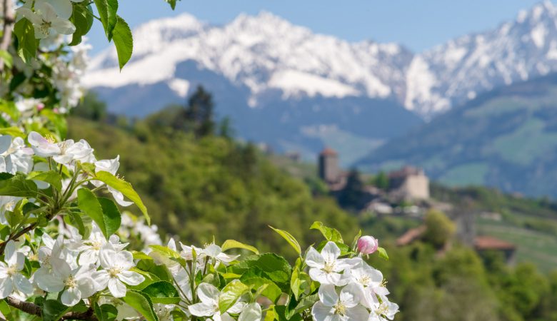 Apfelbluete um Schloss Tirol
